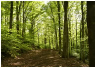 Natura